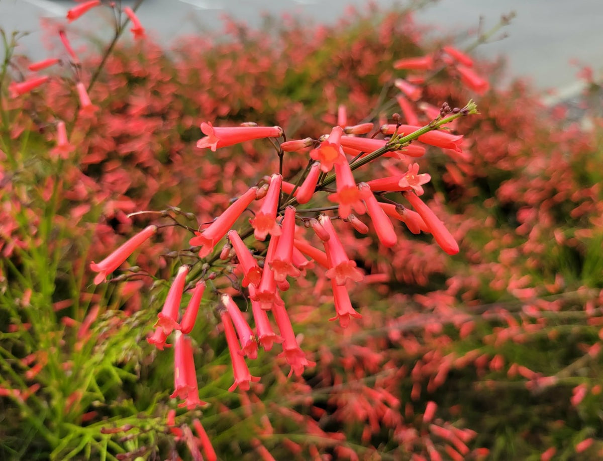Russelia equisetiformis - RUBY FALLS - Coral Bush