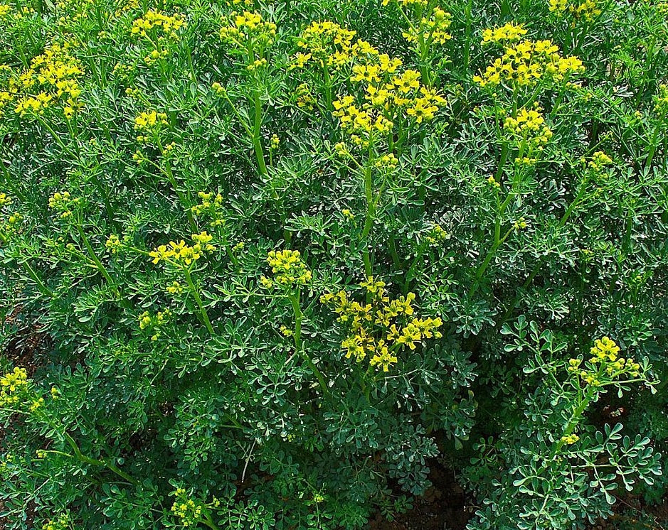 Rue Common - Ruta graveolens