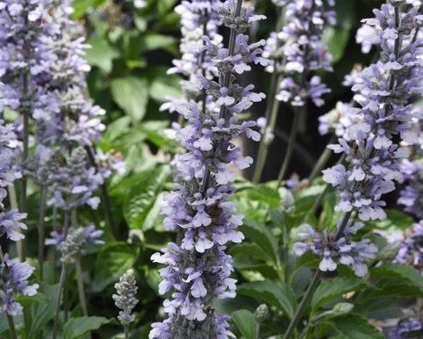Salvia longispicata x farinacea - BLUE CHILL - Sage