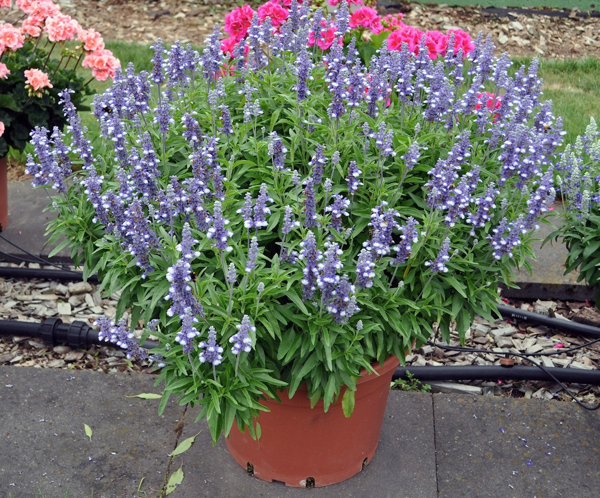 Salvia farinacea - Cathedral™ SHINING SEA - Mealycup Sage