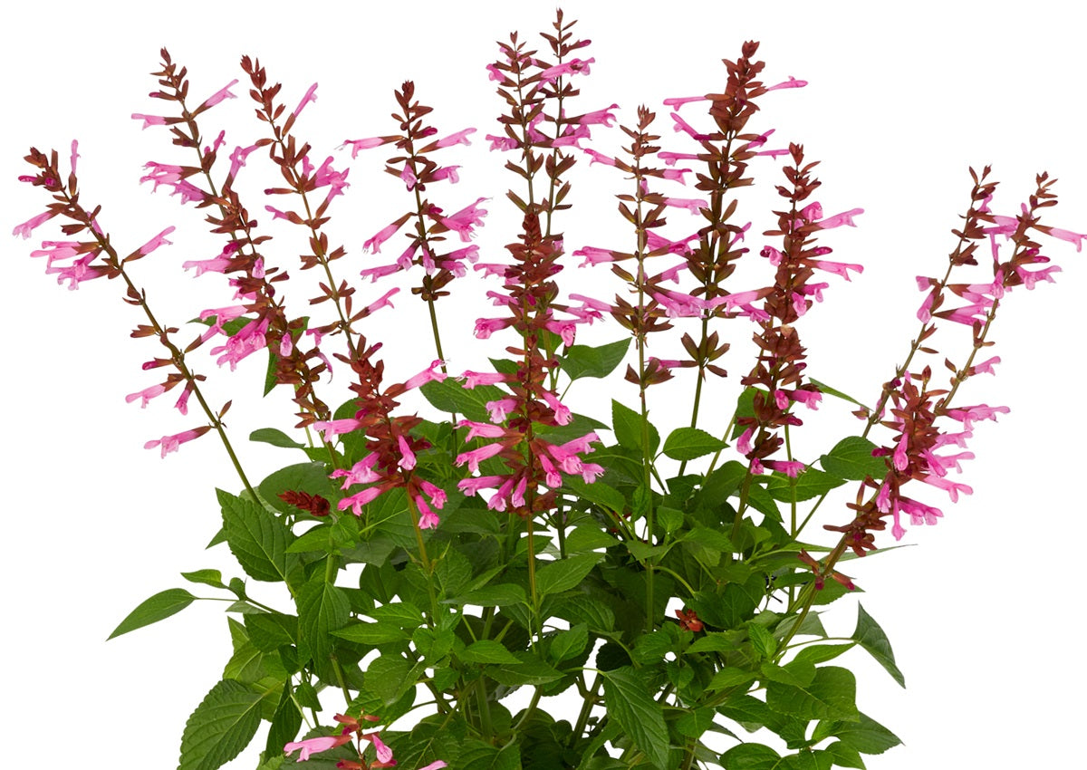 Salvia guaranitica - LAKE GARDA - Hummingbird Sage