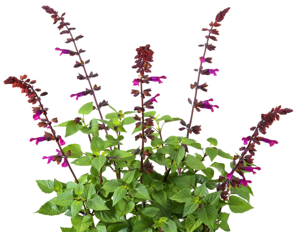 Salvia guaranitica - LAKE STRAWBERRY - Hummingbird Sage