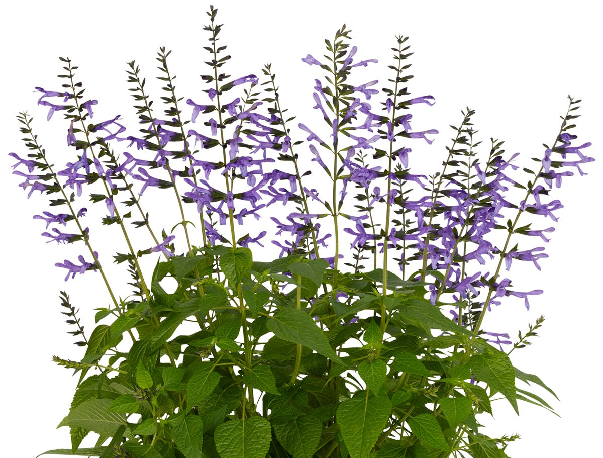 Salvia guaranitica - LAKE TITICACA - Hummingbird Sage