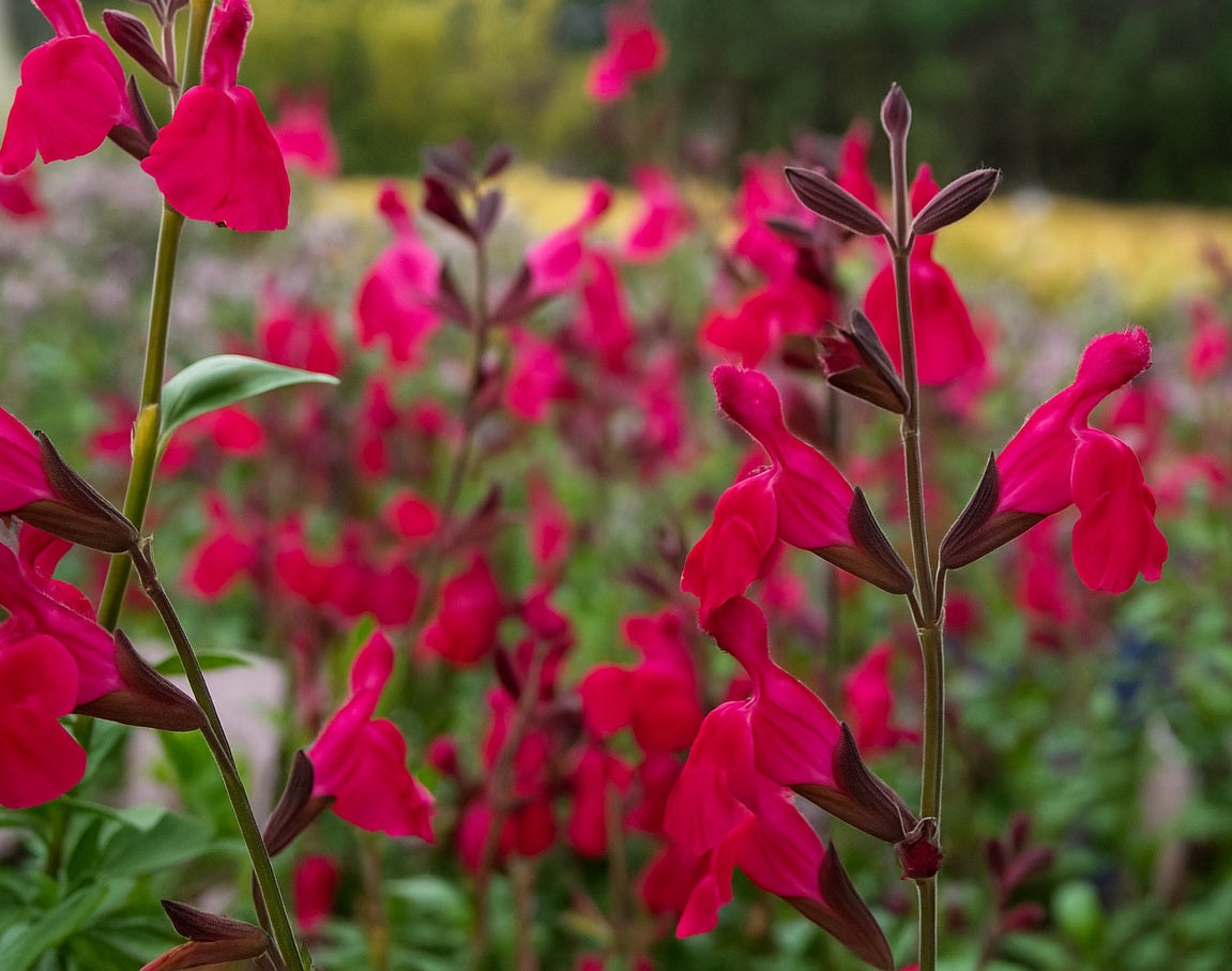 Salvia greggii - MESA ROSE - Autumn Sage