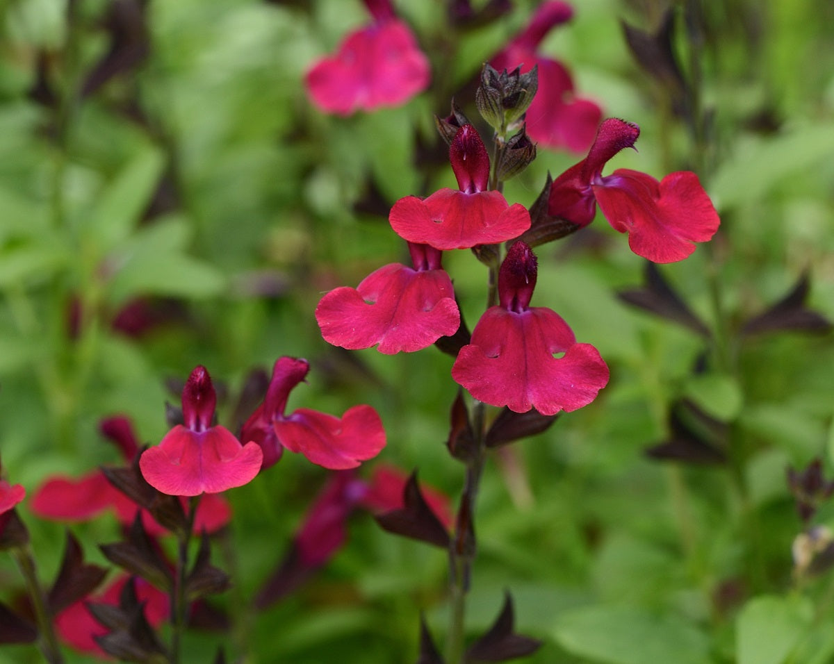 Salvia greggii - Mirage™ BURGUNDY - Autumn Sage