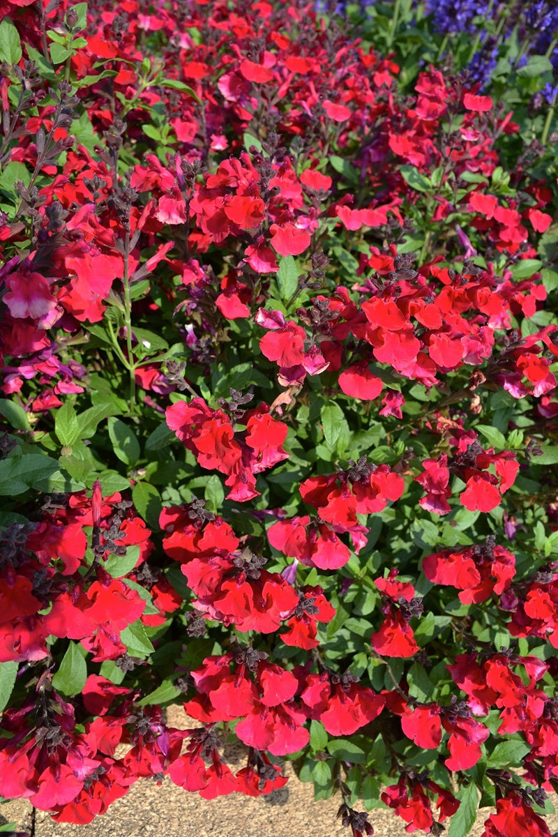Salvia greggii - Mirage™ CHERRY RED - Autumn Sage