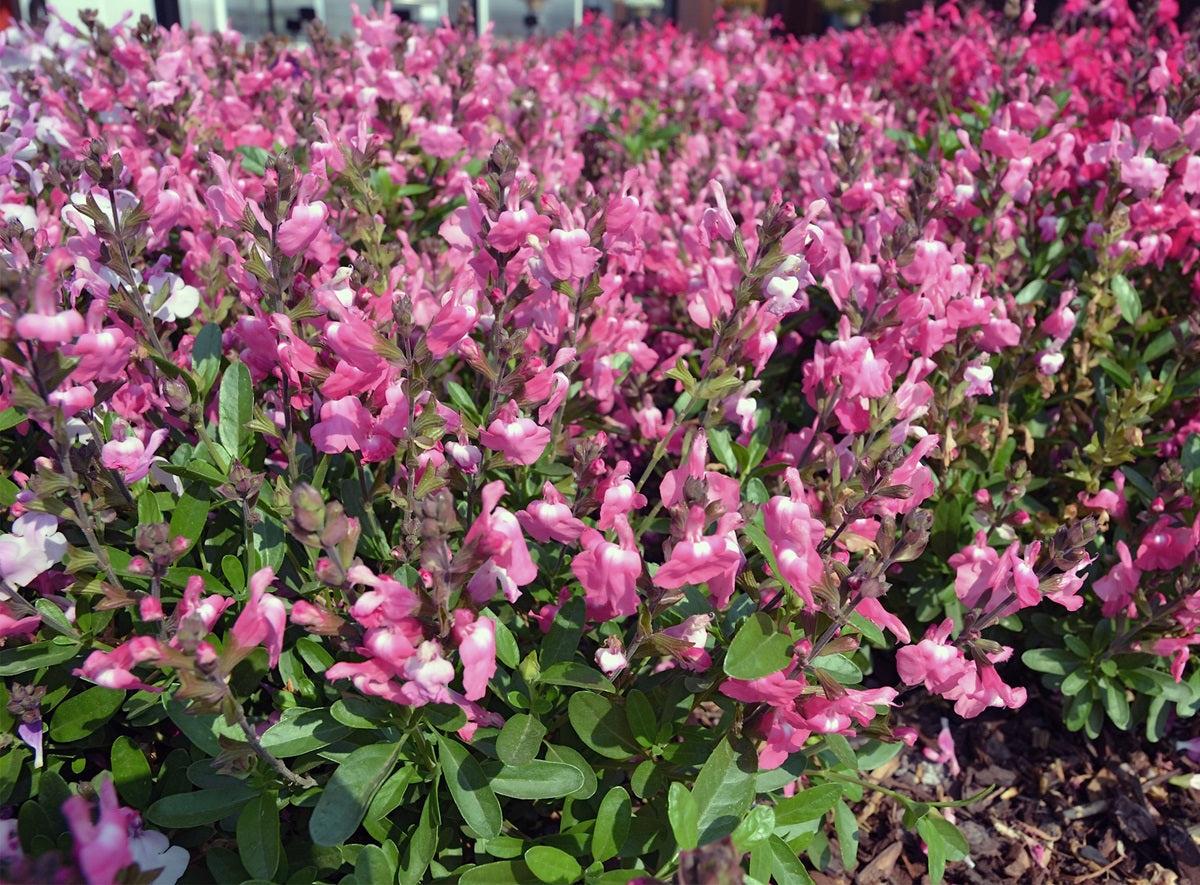 Salvia greggii - Mirage™ PINK - Autumn Sage