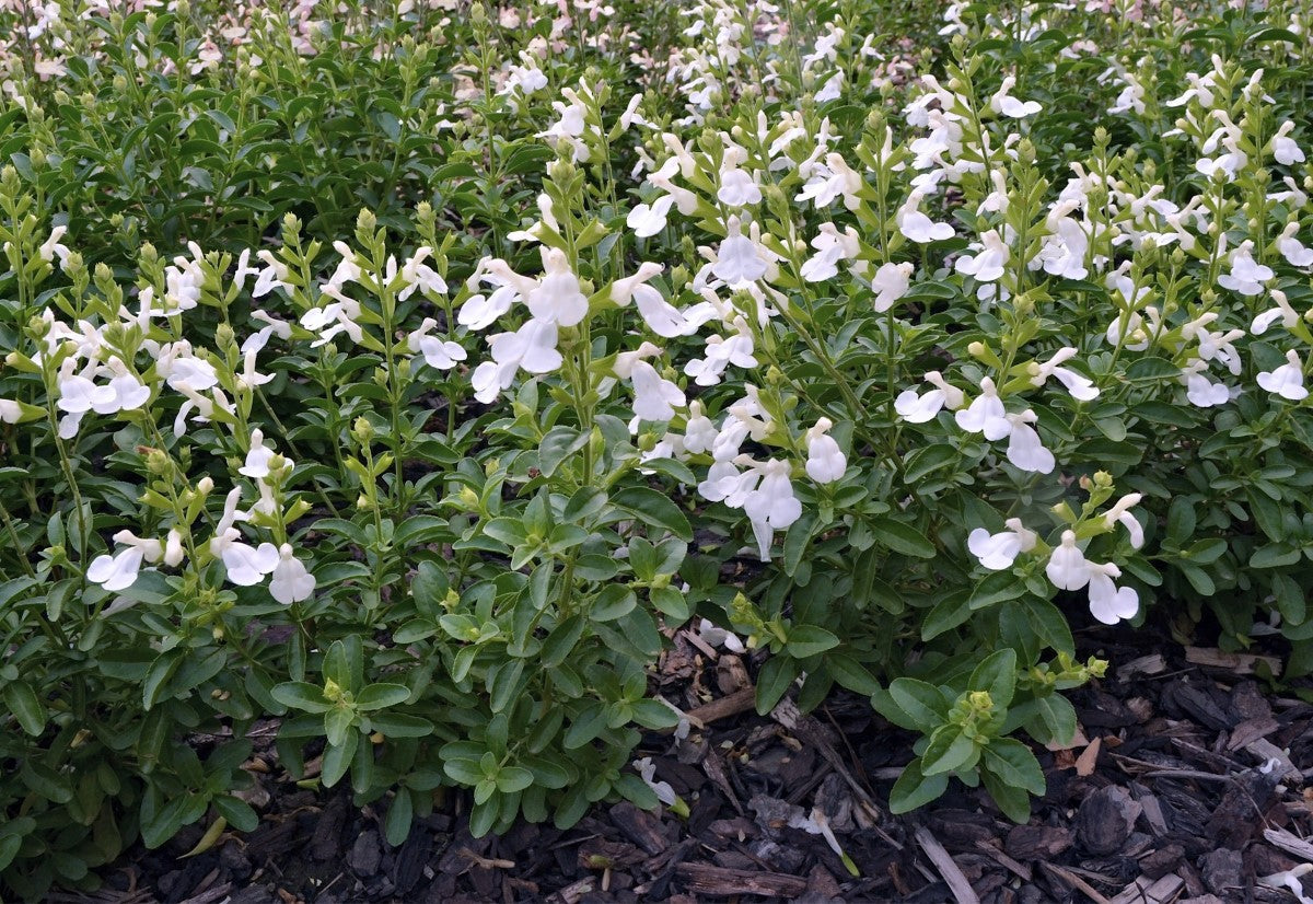 Salvia greggii - Mirage™ WHITE - Autumn Sage