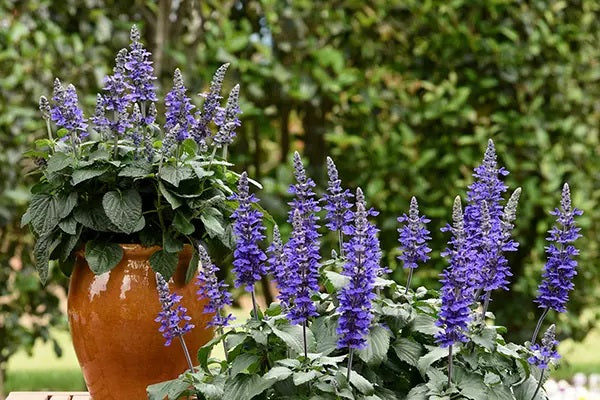 Salvia longispicata x farinacea - MYSTY - Sage