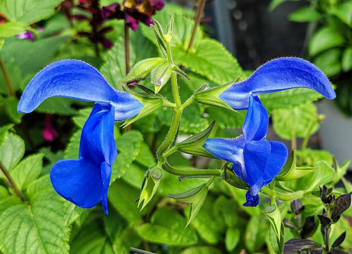 Salvia patens - OCEANA BLUE - Gentian Sage