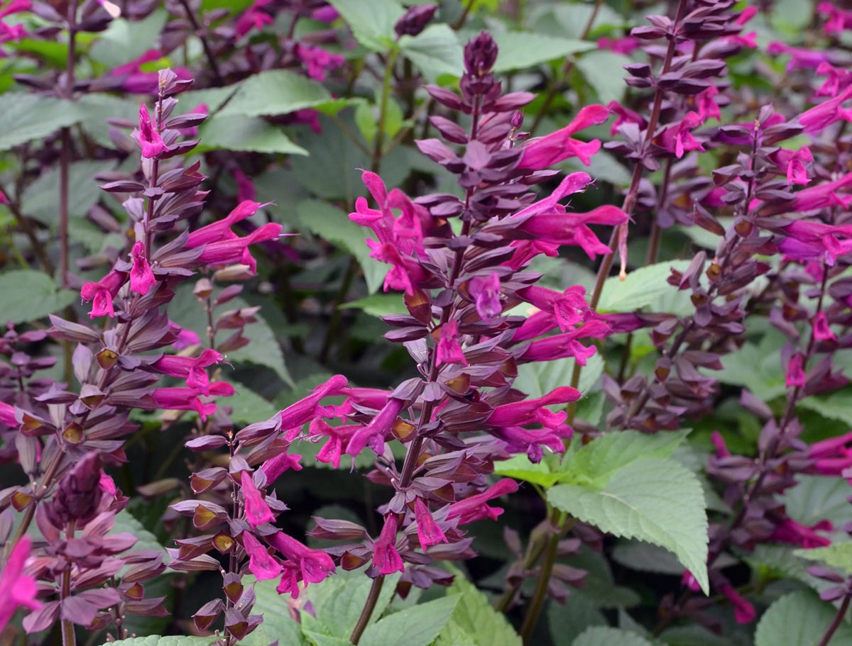 Salvia guaranitica - PLUM CRAZY - Hummingbird Sage