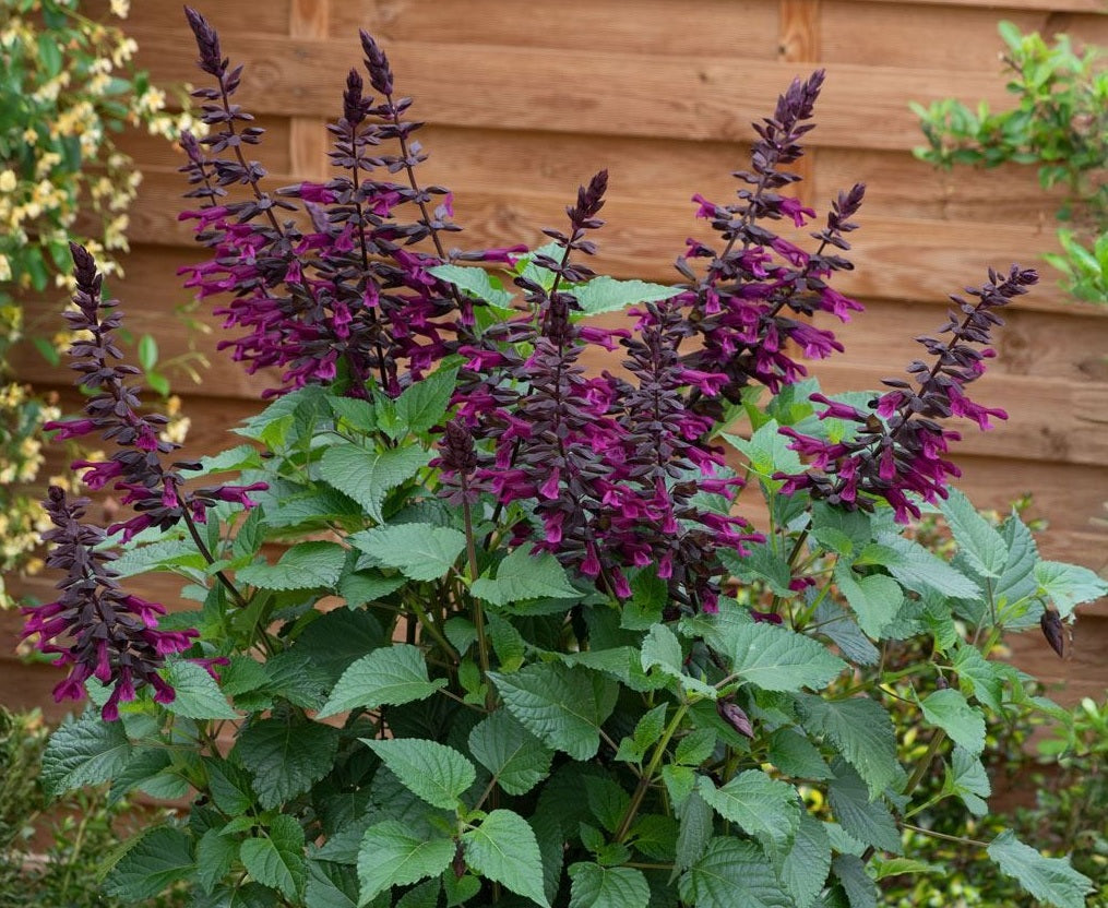 Salvia guaranitica - PLUM CRAZY - Hummingbird Sage