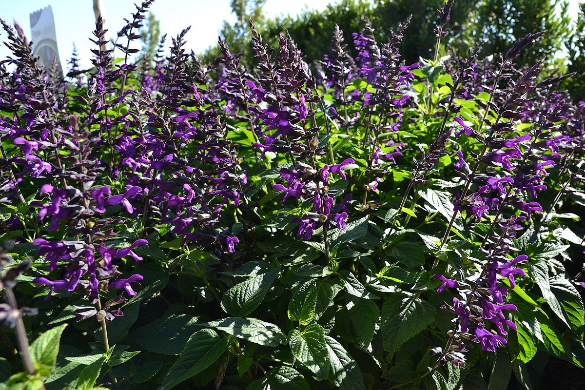 Salvia guaranitica - PURPLE AND BLOOM - Hummingbird Sage