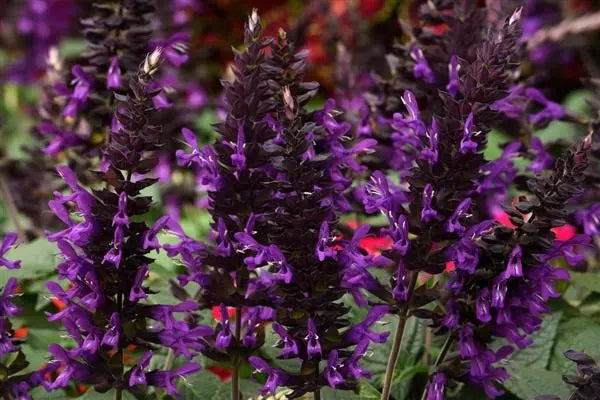 Salvia guaranitica - PURPLE AND BLOOM - Hummingbird Sage