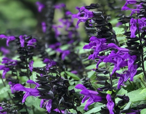 Salvia guaranitica - ROCKIN® DEEP PURPLE - Hummingbird Sage