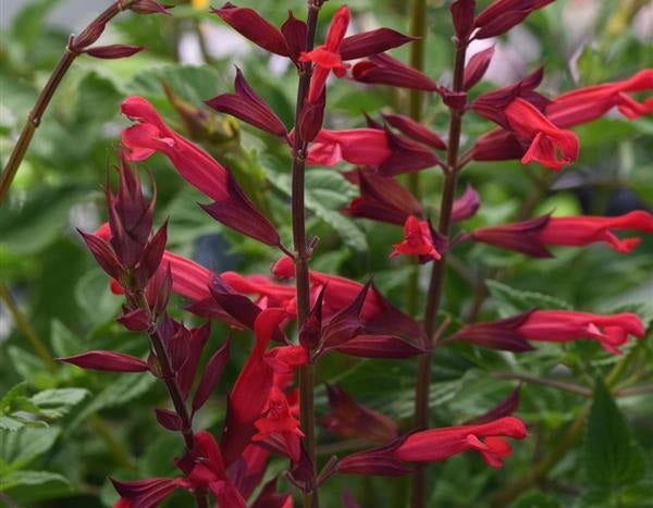 Salvia splendens x darcyi - ROMAN RED - Scarlet Sage