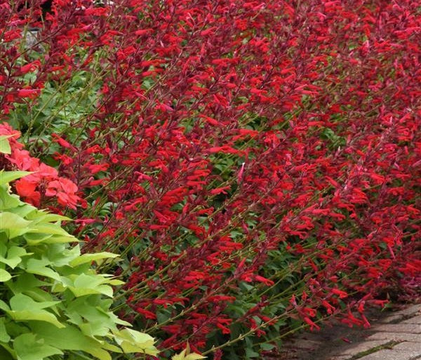 Salvia splendens x darcyi - ROMAN RED - Scarlet Sage