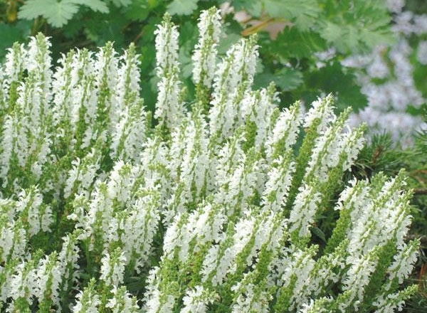 Salvia nemorosa - SENSATION WHITE - Woodland Sage
