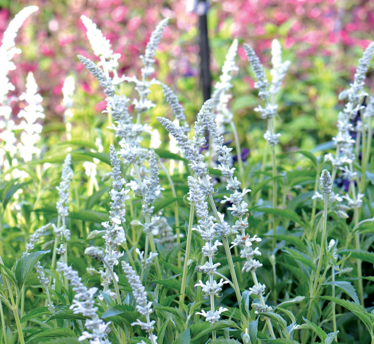 Salvia longispicata x farinacea - WHITE FLAME - Sage