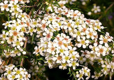 Sannantha tozerensis - SUMMER STARS - Mount Tozah Baeckea