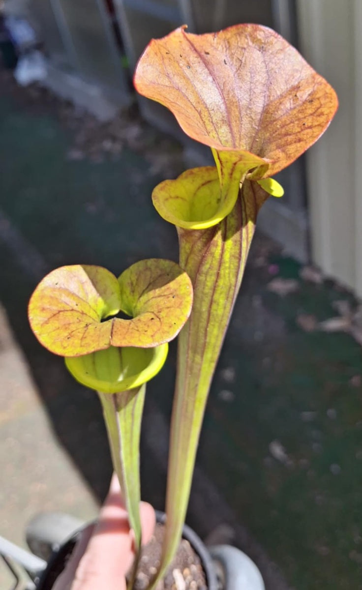 Sarracenia flava - BEST CLONE - Yellow Pitcher Plant
