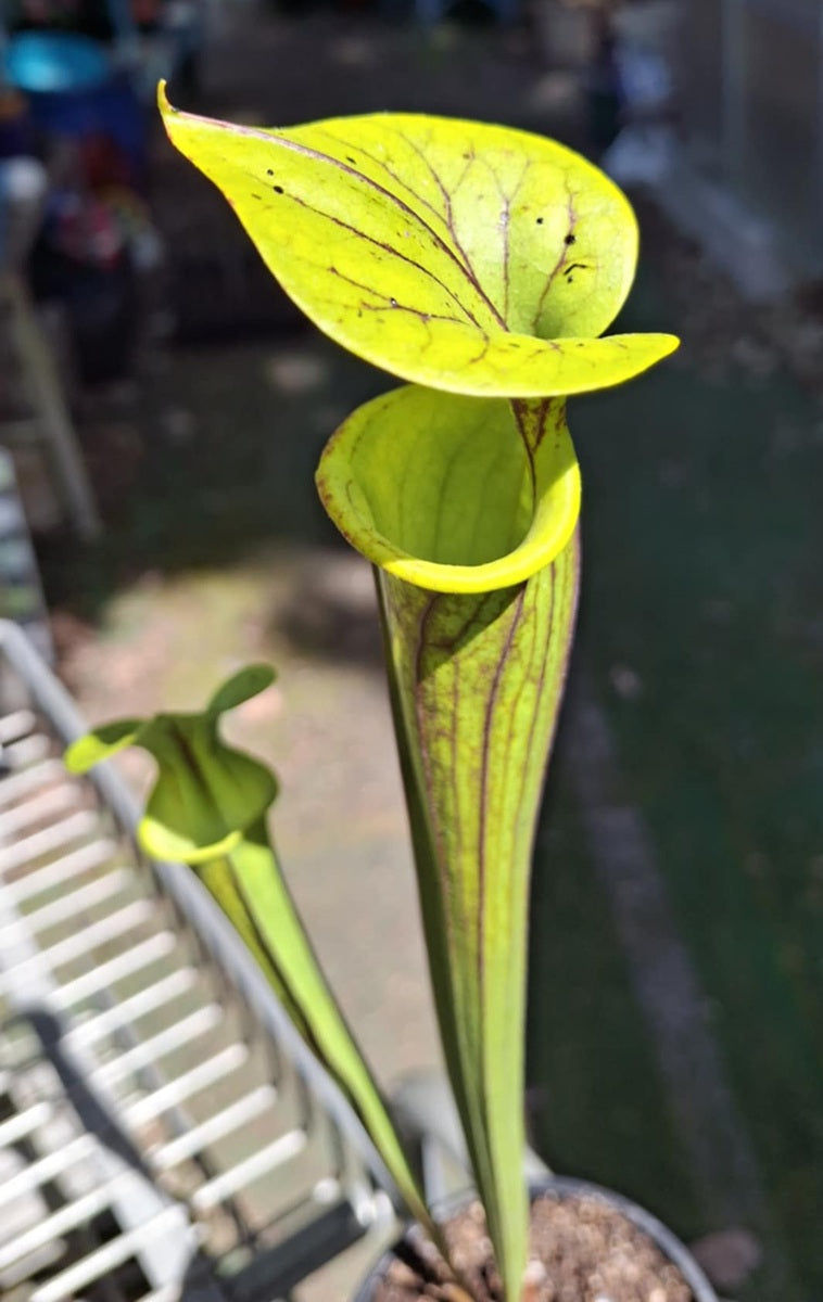 Sarracenia flava - NEW 1 - Yellow Pitcher Plant