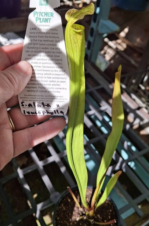 Sarracenia alata x leucophylla