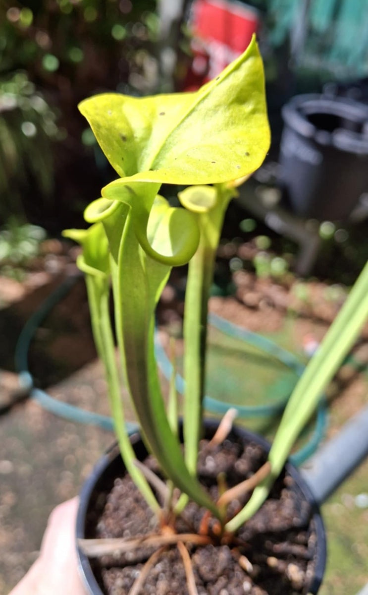 Sarracenia flava - MAXIMA FORM - Yellow Pitcher Plant