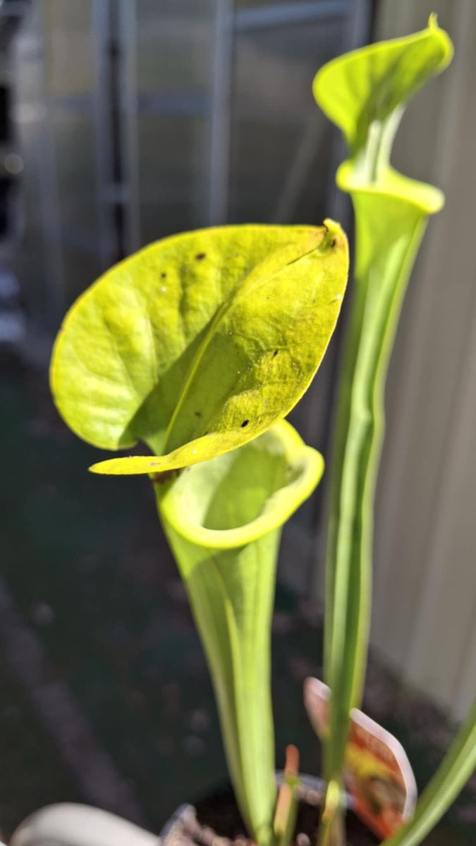 Sarracenia flava var. flava - 13 - Yellow Pitcher Plant