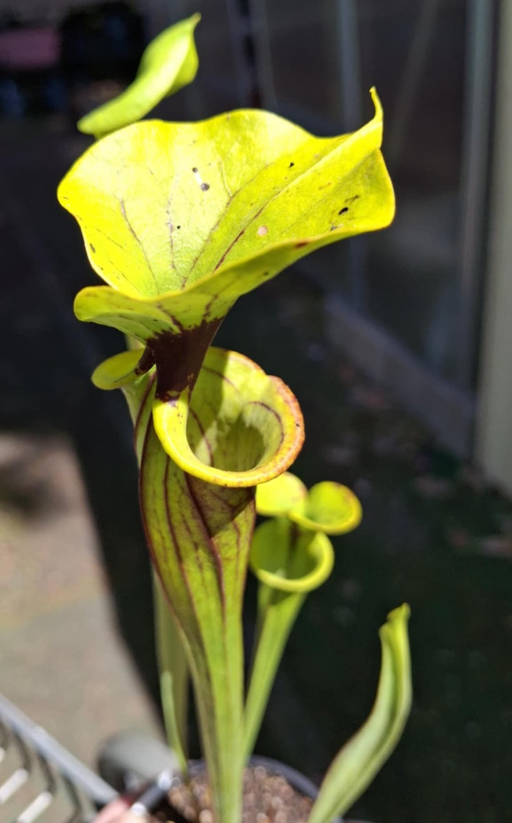 Sarracenia flava var. flava - 14 - Yellow Pitcher Plant
