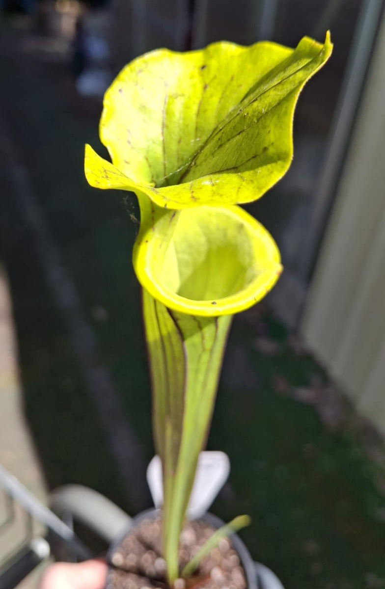 Sarracenia flava var. flava - 4 - Yellow Pitcher Plant