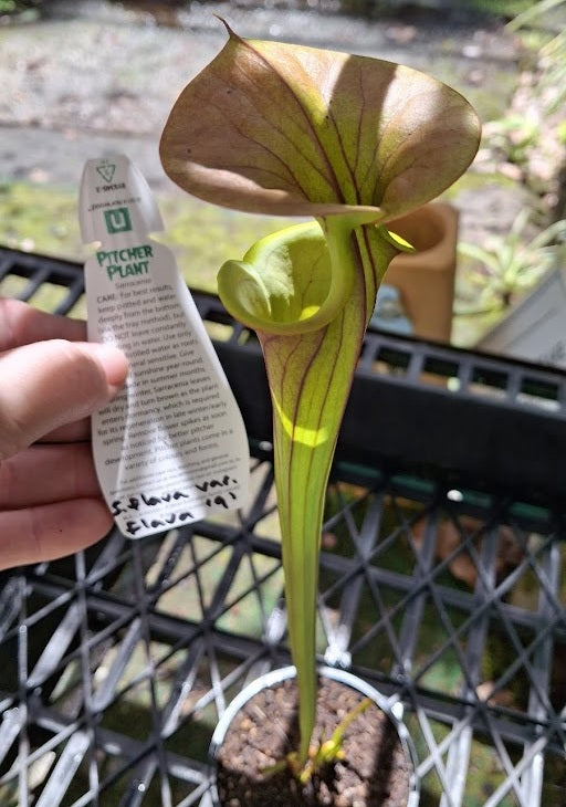 Sarracenia flava var. flava - 9 - Yellow Pitcher Plant