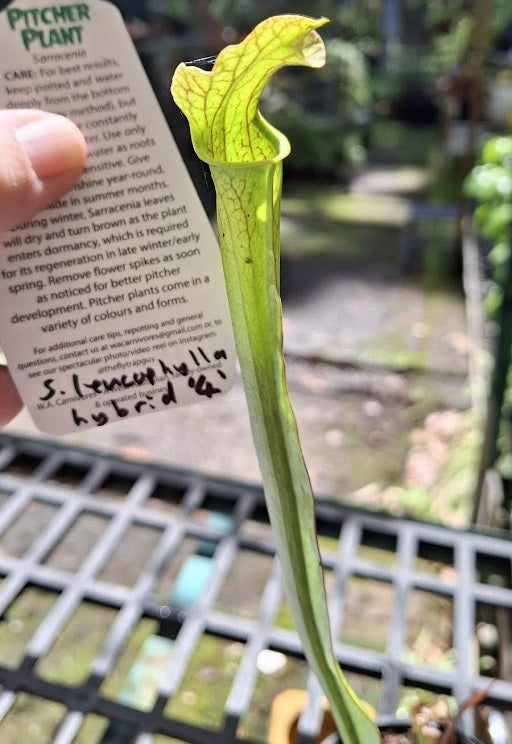 Sarracenia leucophylla x hybrida - 4