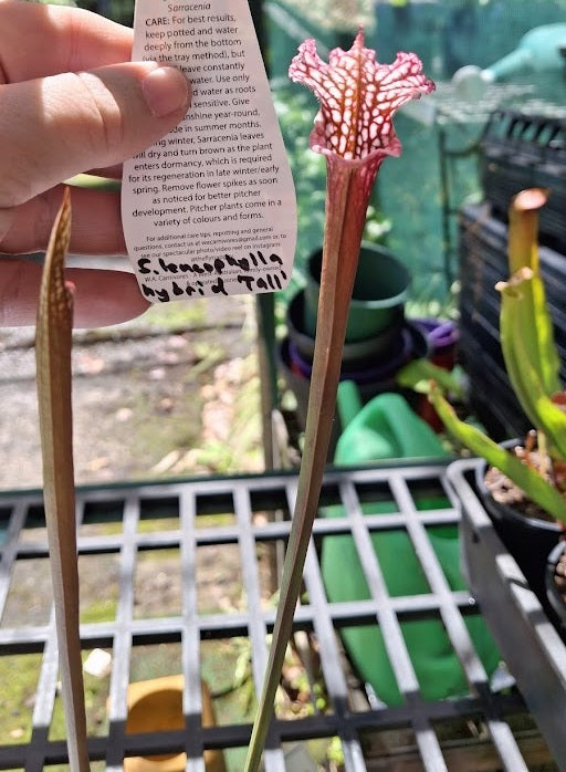 Sarracenia leucophylla x hybrida - TALL