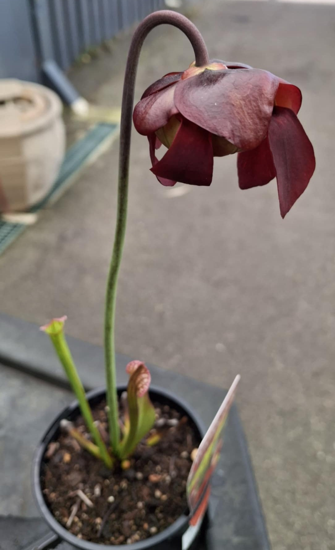 Sarracenia leucophylla x umlauftiana