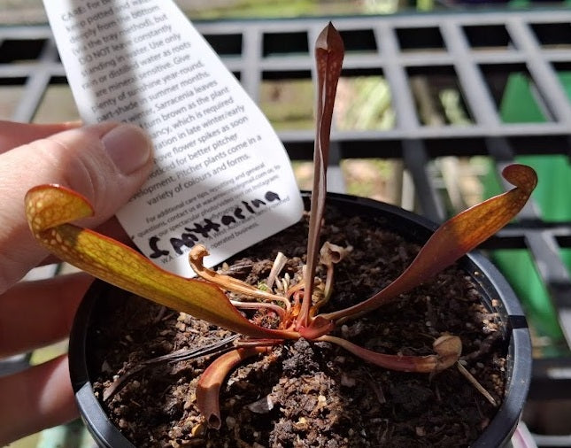 Sarracenia psittacina