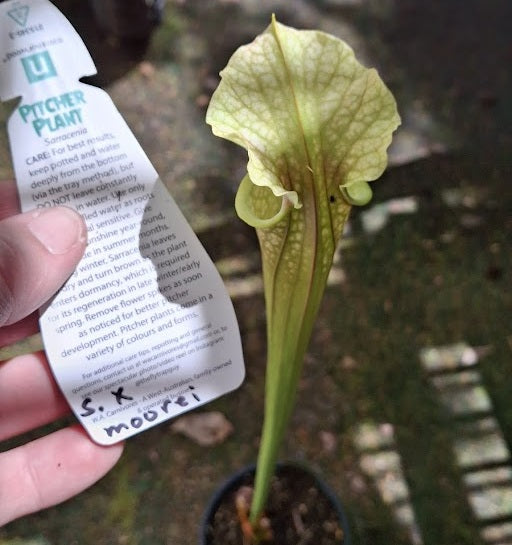 Sarracenia x moorei
