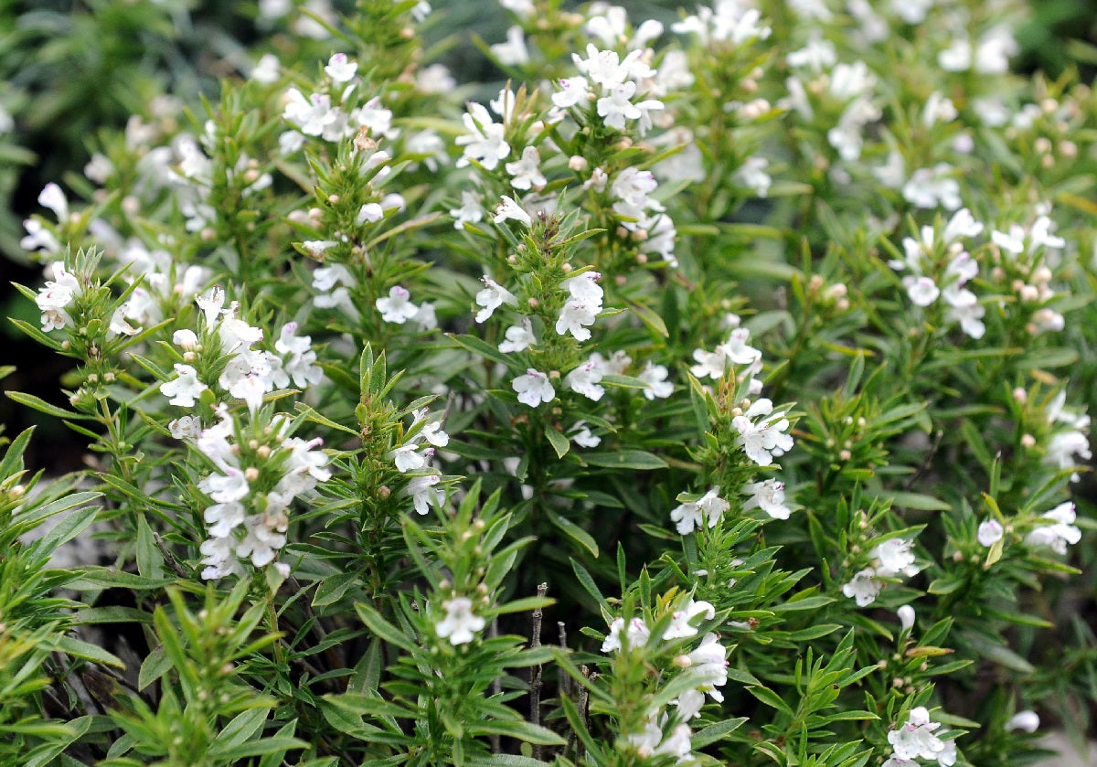 Savory Winter - Satureja montana