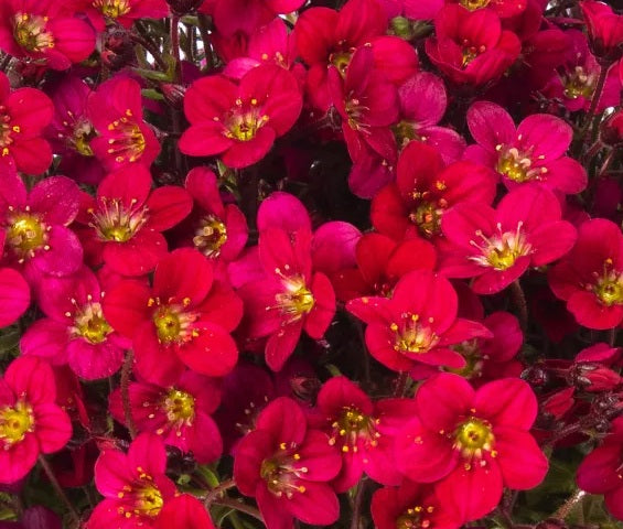 Saxifraga x arendsii - Lofty™ DARK ROSE SHADES - Mossy Saxifrage