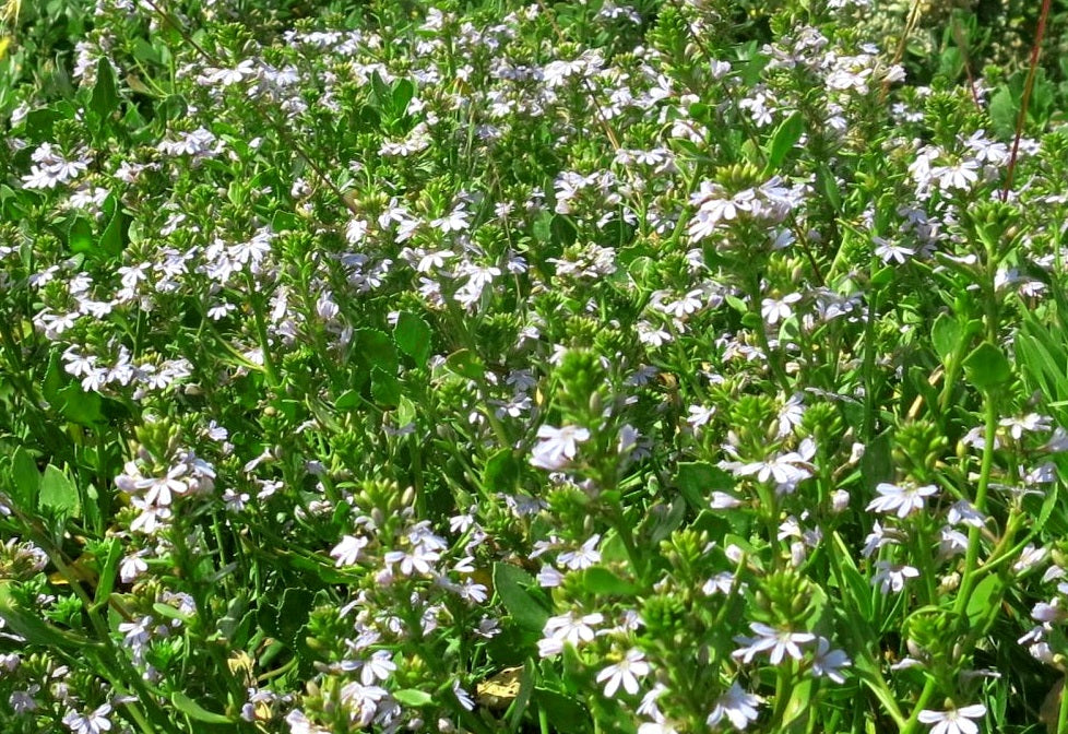 Scaevola crassifolia - FLAT FRED - Cushion Fan-Flower 'Flat Fred' PBR
