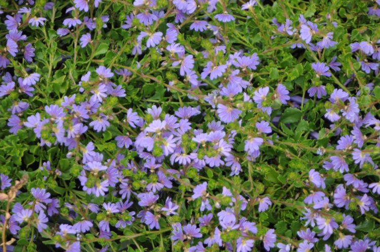 Scaevola albida - SUPER CLUSTERS - Pale Fan-Flower