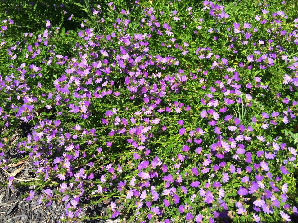 Scaevola aemula - Fairy Fan-Flower
