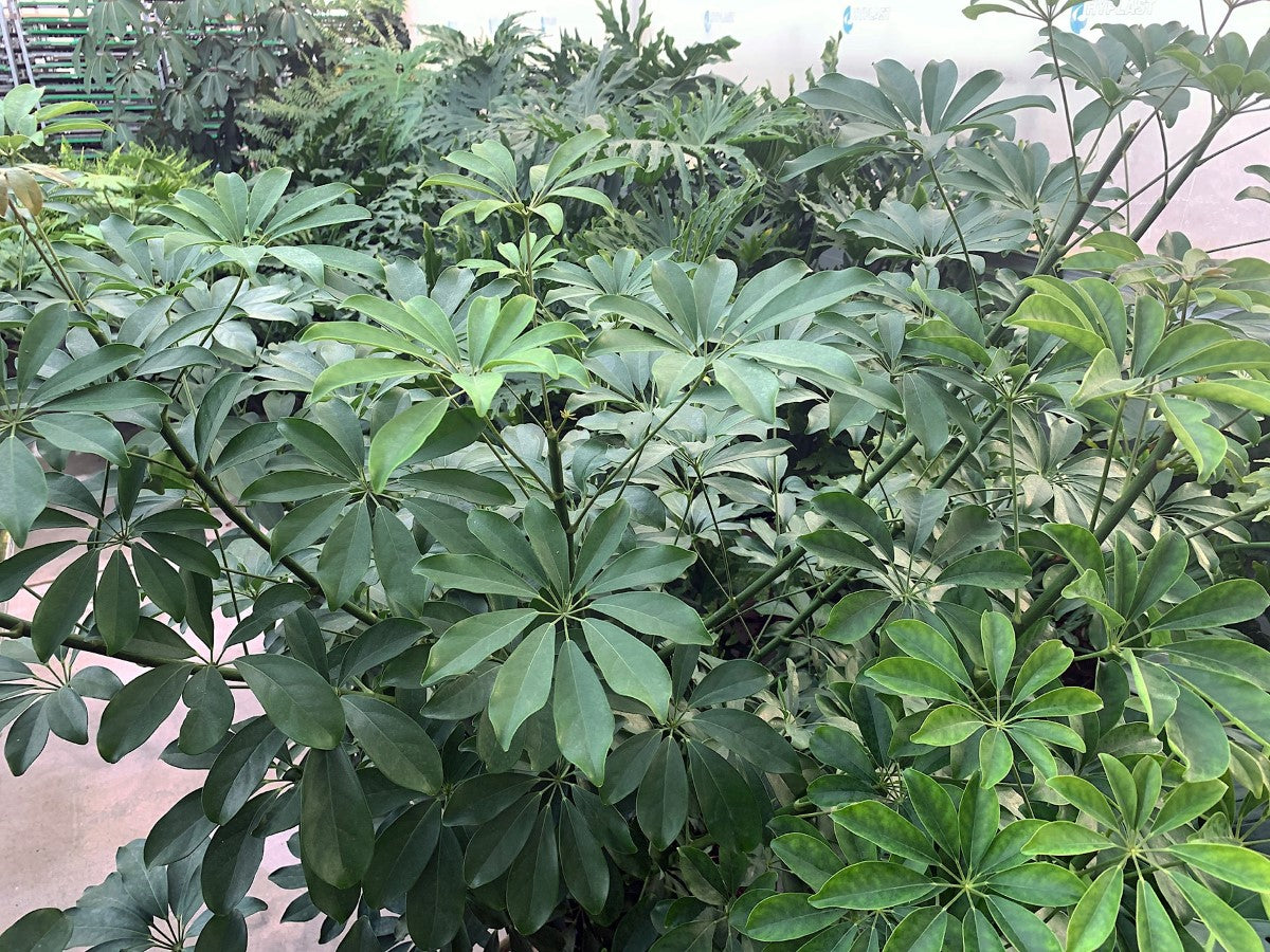 Heptapleurum arboricola - Dwarf Umbrella Tree