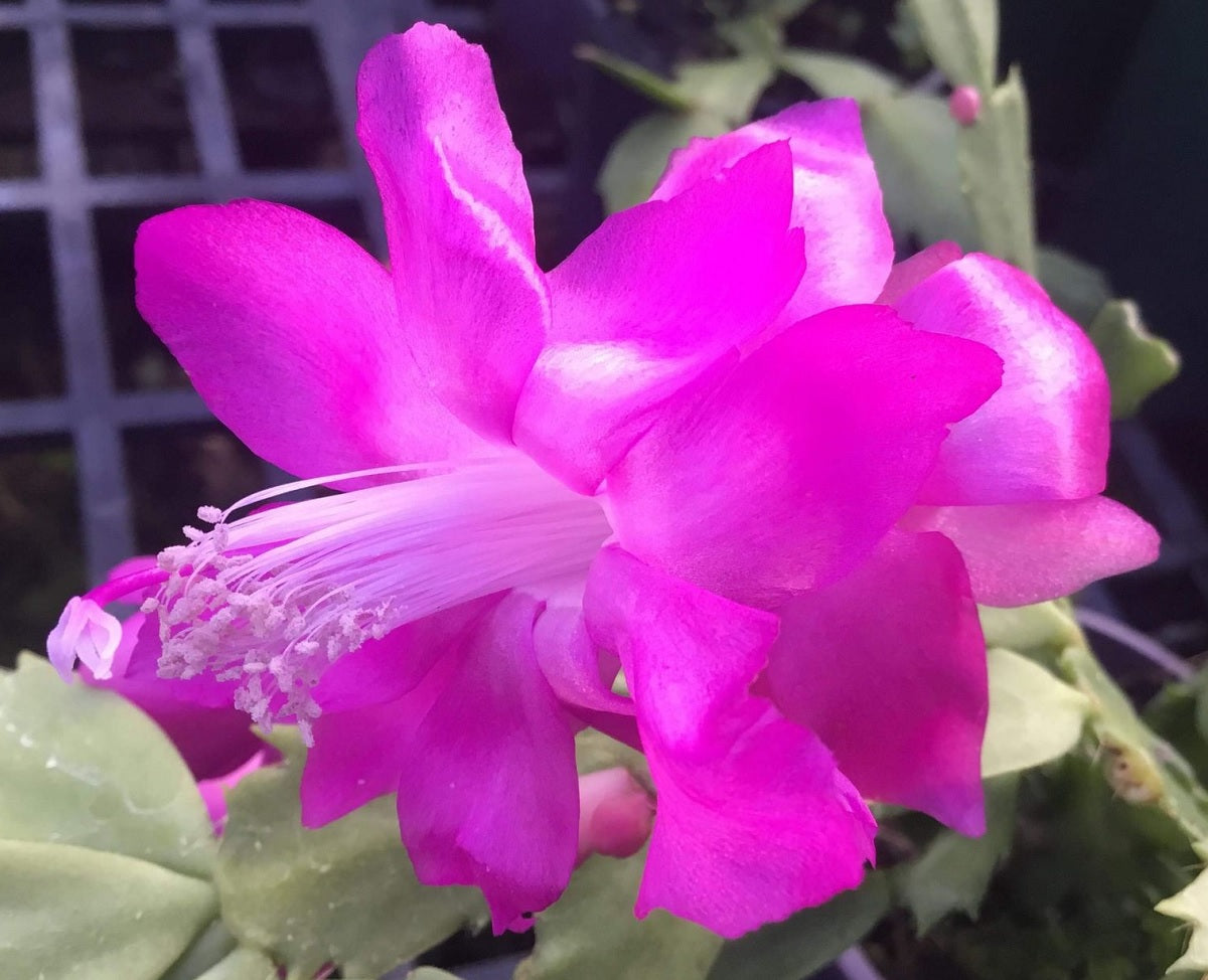 Schlumbergera - THOR RITT - Zygocactus Hanging Basket