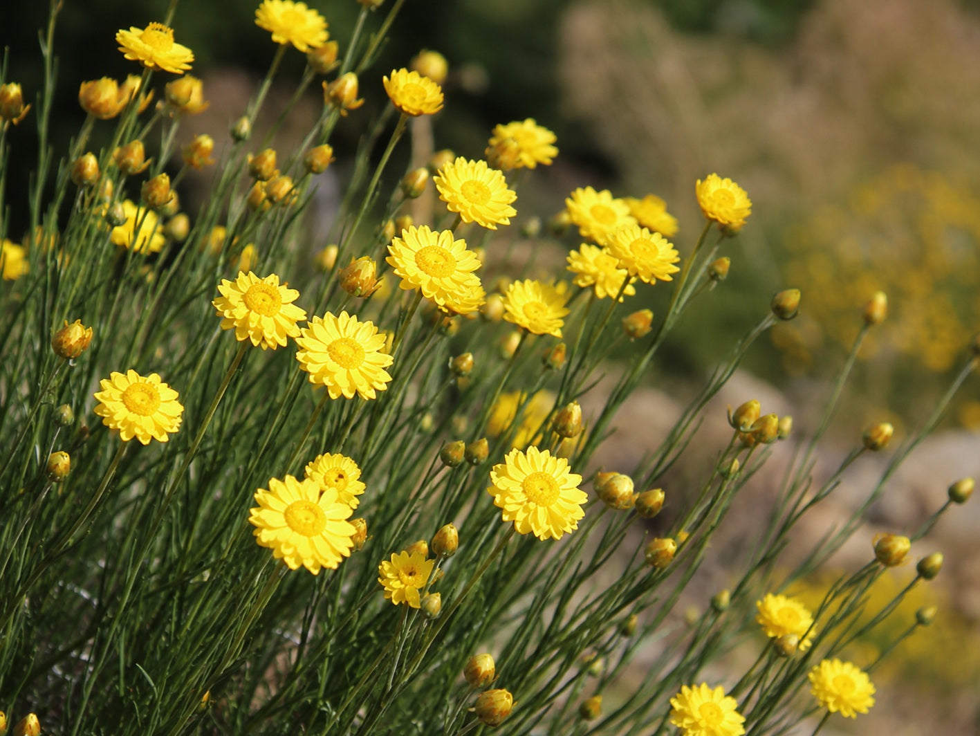 Schoenia filifolia subulifolia - YELLOW DREAMING - Showy Everlasting Daisy