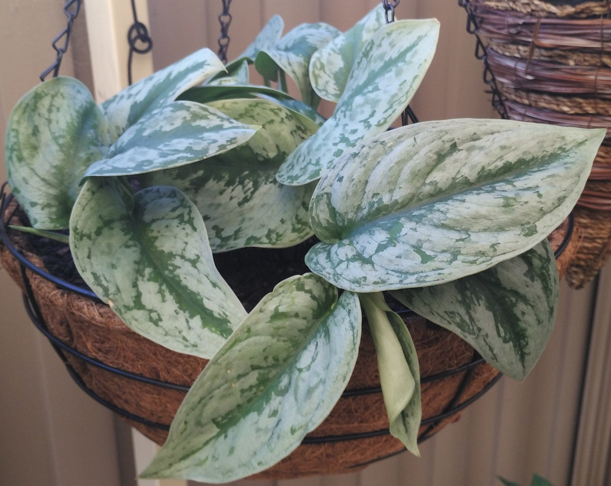 Scindapsus pictus - Satin Pothos