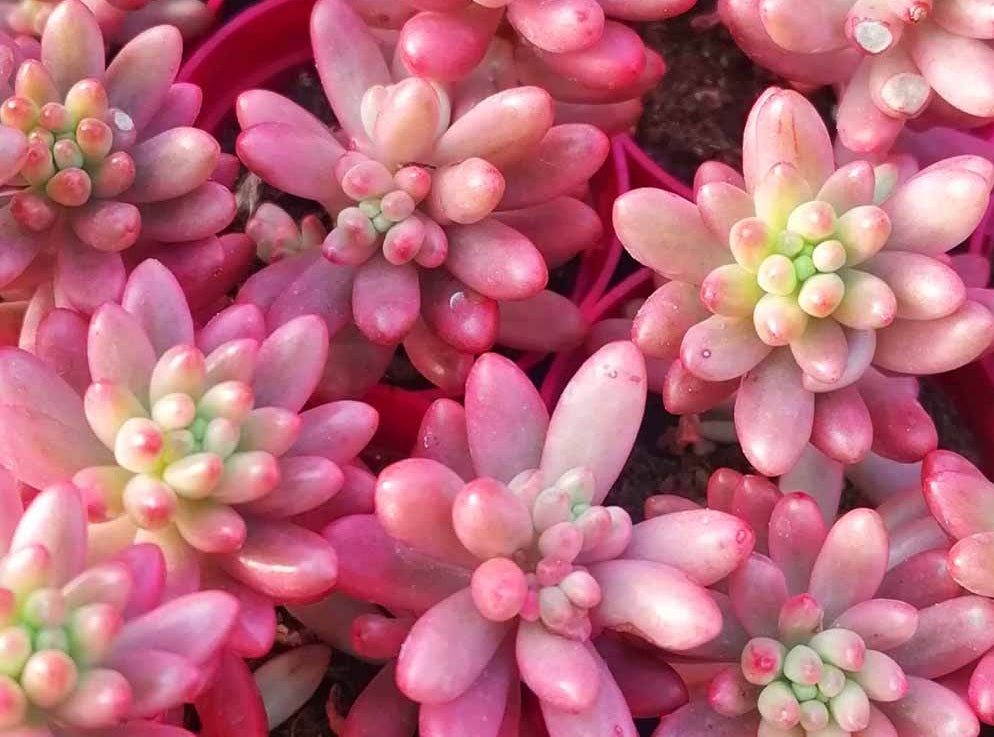 Sedum x rubrotinctum - AURORA - Pink Jelly Bean Plant