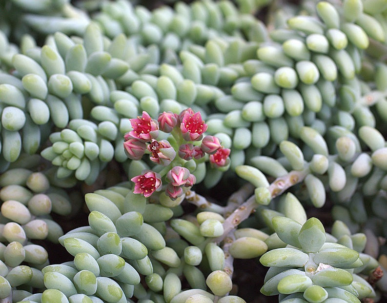 Sedum morganianum - BURRITO - Burros Tail
