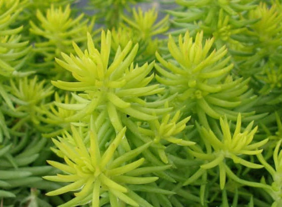 Sedum mexicanum - GOLD MOUND - Mexican Stonecrop