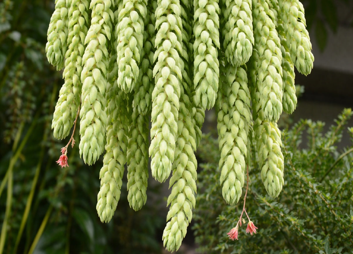 Sedum morganianum - Donkeys Tail